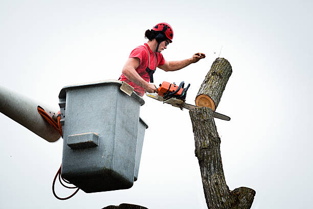 Leaf Removal in South Eliot, ME